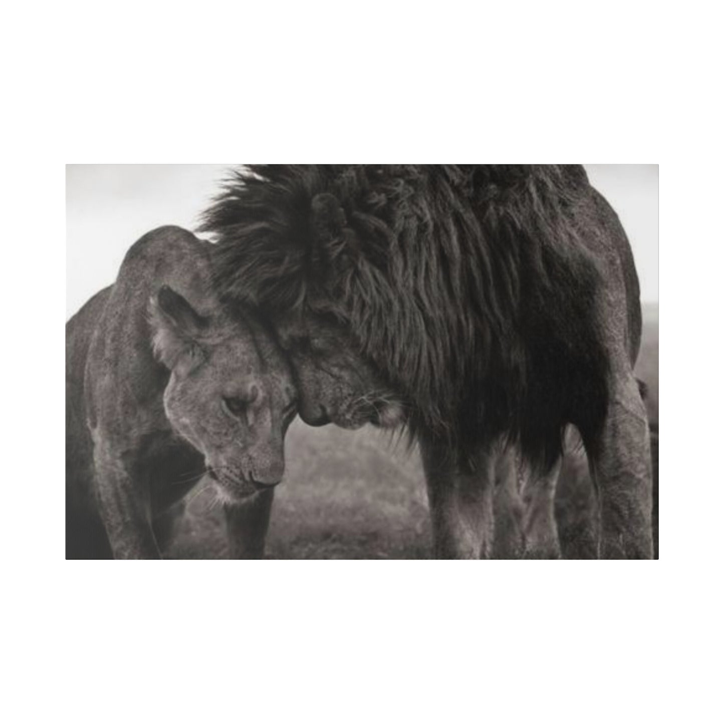 Black and White Lion and Lioness - Canvas Art Print