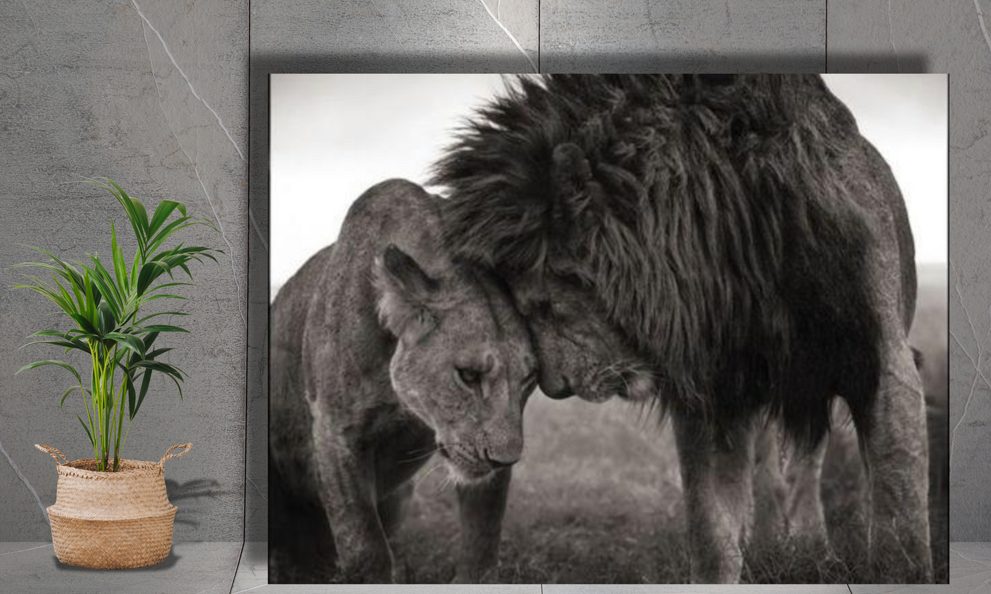 Black and White Lion and Lioness - Canvas Art Print