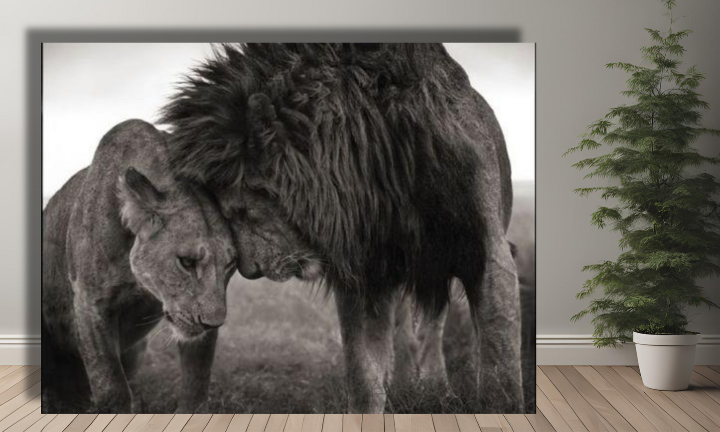 Black and White Lion and Lioness - Canvas Art Print