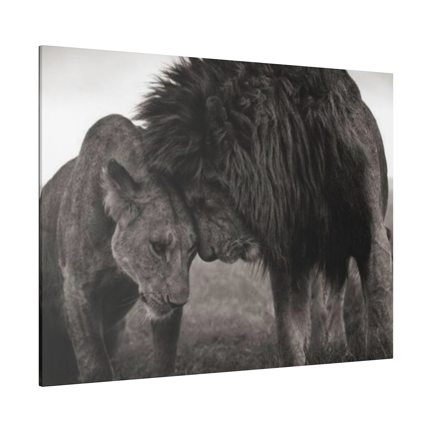 Black and White Lion and Lioness - Canvas Art Print