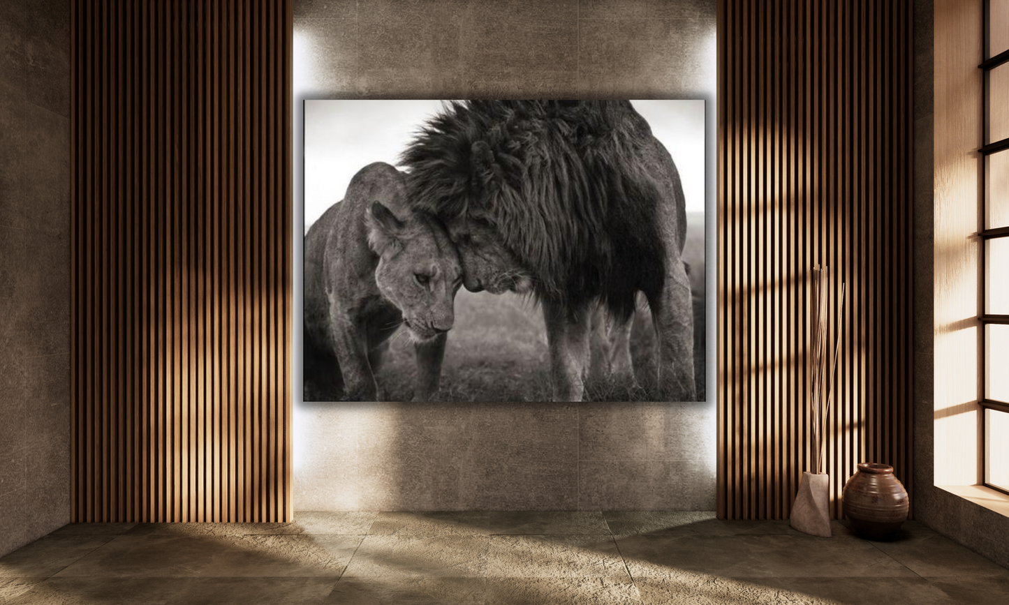 Black and White Lion and Lioness - Canvas Art Print