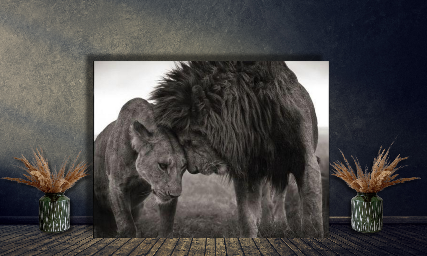 Black and White Lion and Lioness - Canvas Art Print