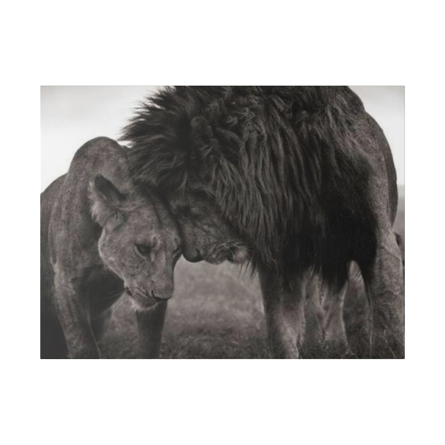 Black and White Lion and Lioness - Canvas Art Print